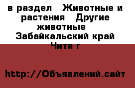  в раздел : Животные и растения » Другие животные . Забайкальский край,Чита г.